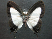 Hypolycaena danis turneri - Adult